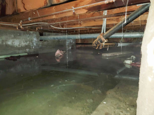 Best Flood damage cleanup  in Dellwood, MN